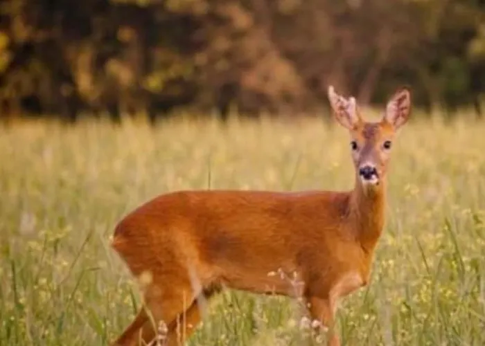 Domaine Bastide Blanche 格雷乌莱班